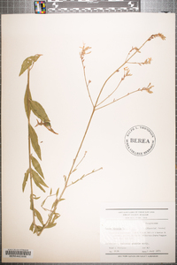 Oenothera gaura image