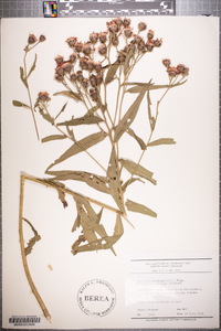 Vernonia noveboracensis image