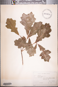 Quercus lyrata image