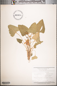 Viola missouriensis image