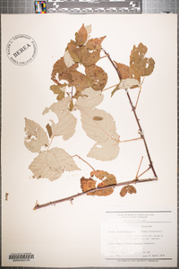 Rubus occidentalis image