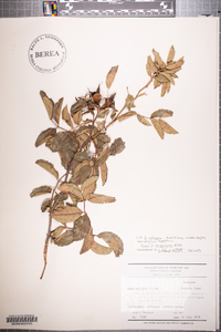 Rosa virginiana image