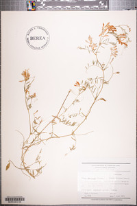 Vicia villosa subsp. varia image