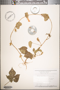 Ipomoea hederacea image