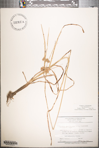 Cyperus pseudovegetus image