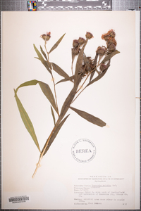 Vernonia crinita image
