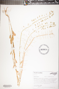 Thlaspi alliaceum image