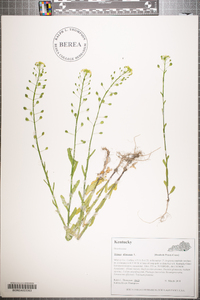 Thlaspi alliaceum image