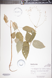 Circaea canadensis image