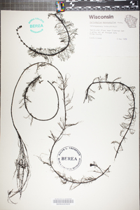 Myriophyllum heterophyllum image