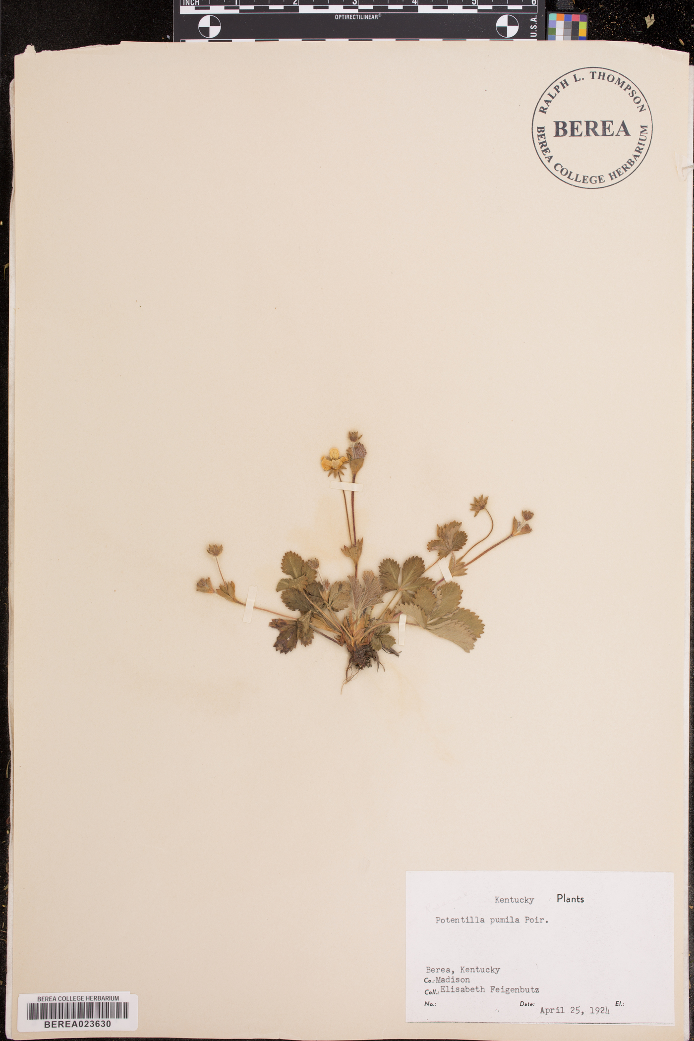 Potentilla pumila image