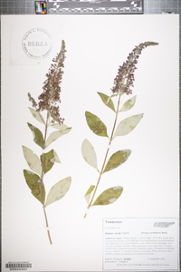 Buddleja davidii image