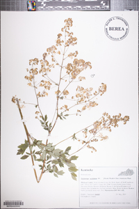 Thalictrum amphibolum image