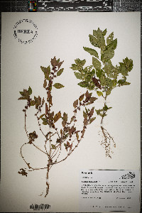 Acalypha rhombifolia image