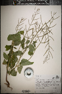 Alliaria petiolata image