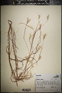 Andropogon ternarius image
