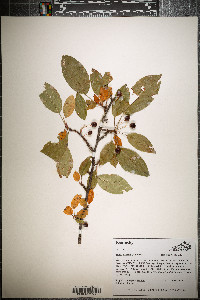 Malus baccata image