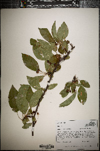 Malus baccata image