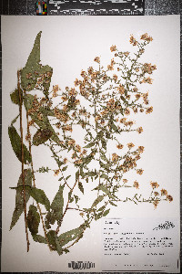 Symphyotrichum shortii image