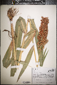 Sorghum bicolor image