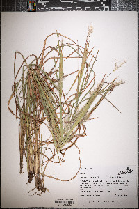 Andropogon ternarius image