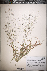 Panicum flexile image