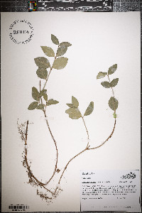 Euonymus fortunei image