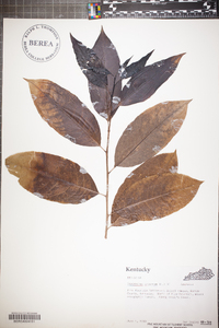 Oxydendrum arboreum image