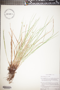 Carex jamesii image