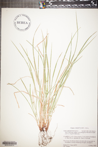 Carex jamesii image