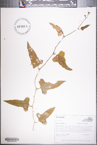 Smilax bona-nox image