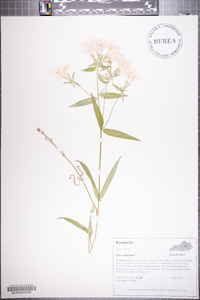 Phlox glaberrima image