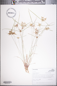 Cyperus flavescens image