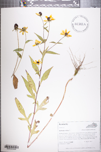 Rudbeckia acuminata image