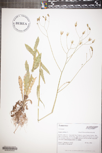 Crepis pulchra image