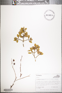 Phoradendron leucarpum subsp. leucarpum image