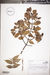 Phoradendron leucarpum subsp. leucarpum image