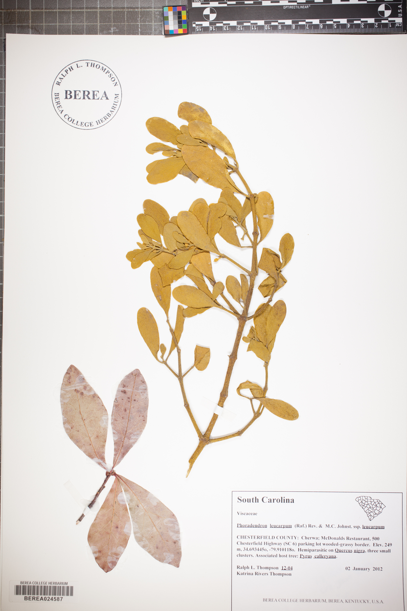 Phoradendron leucarpum subsp. leucarpum image