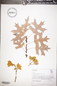 Quercus palustris image