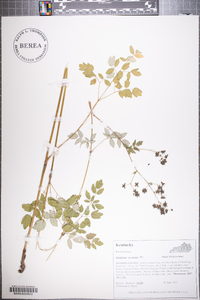 Thalictrum amphibolum image