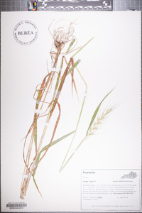 Elymus hystrix image