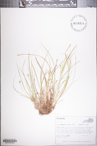 Carex willdenowii image