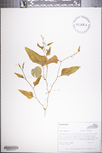 Smilax bona-nox image