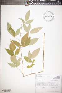 Rubus argutus image