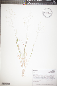 Panicum flexile image