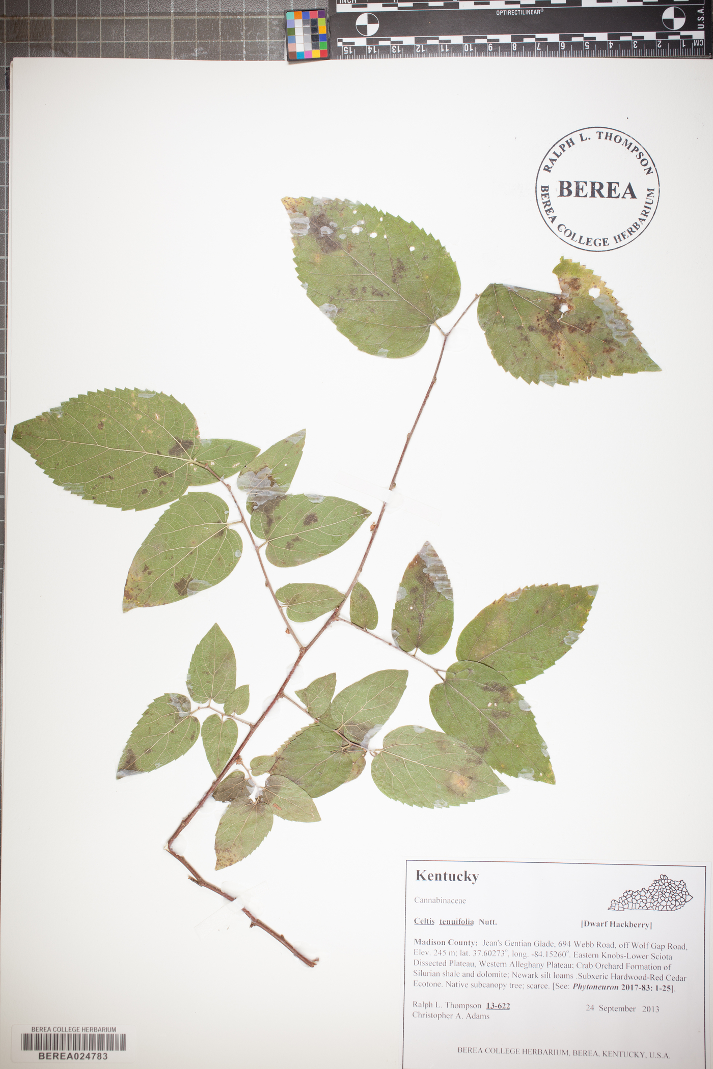 Celtis tenuifolia image