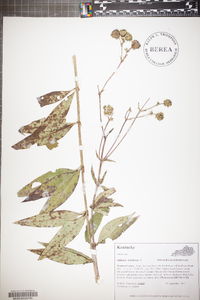 Silphium asteriscus image