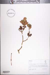 Phoradendron leucarpum subsp. leucarpum image