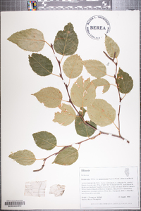 Betula utilis var. jacquemontii image