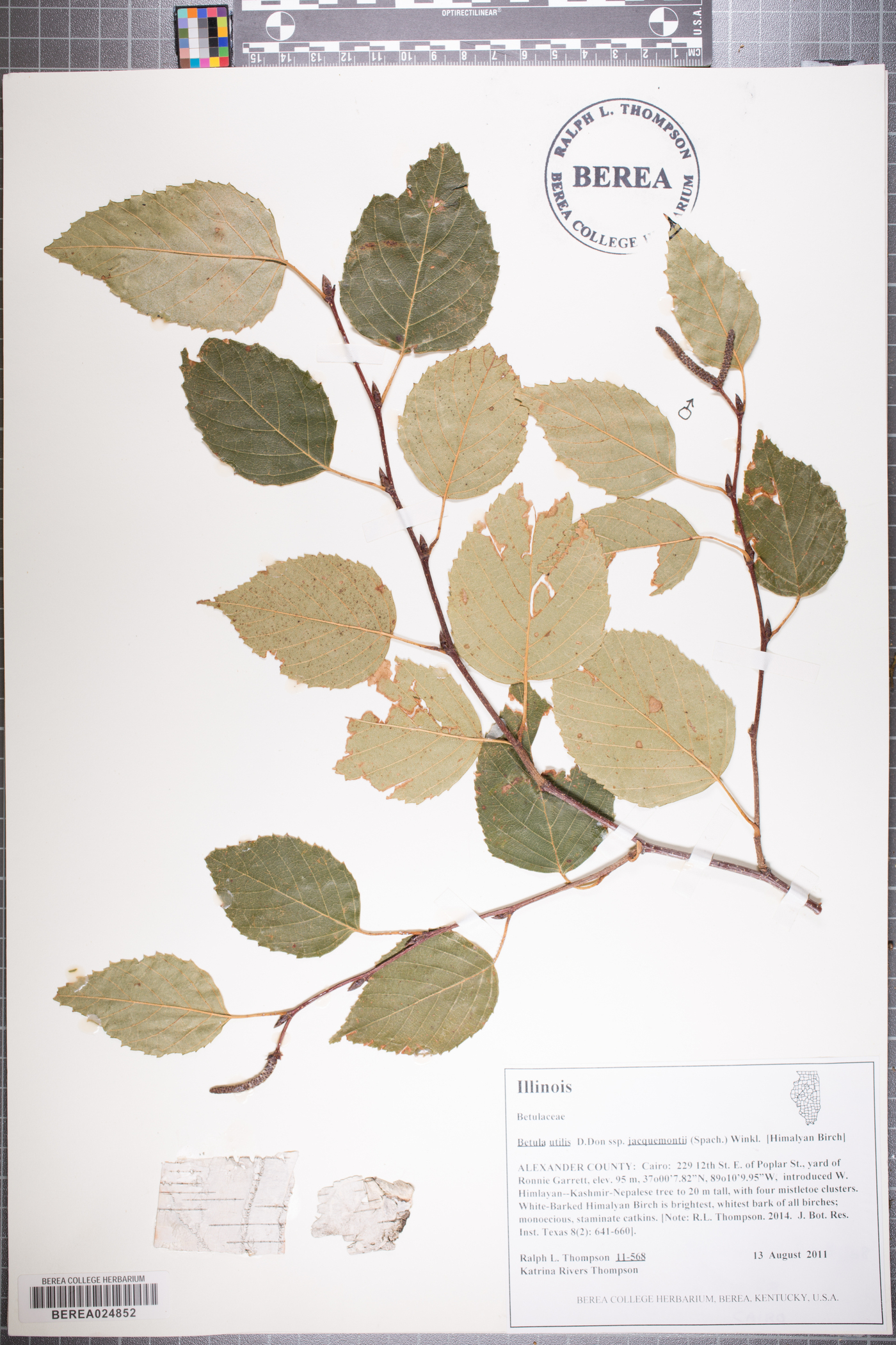 Betula utilis image